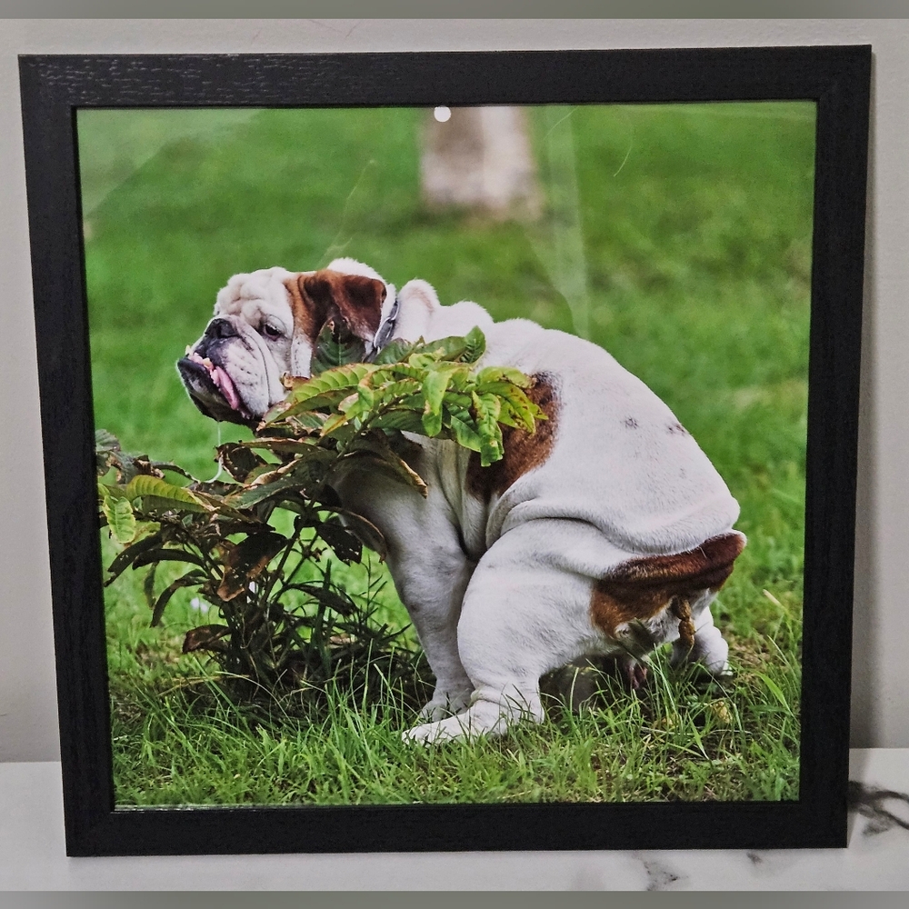 Pooping English Bulldog Framed Photo (12"x12")